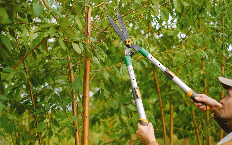 Tree trimming in Guilderland, NY